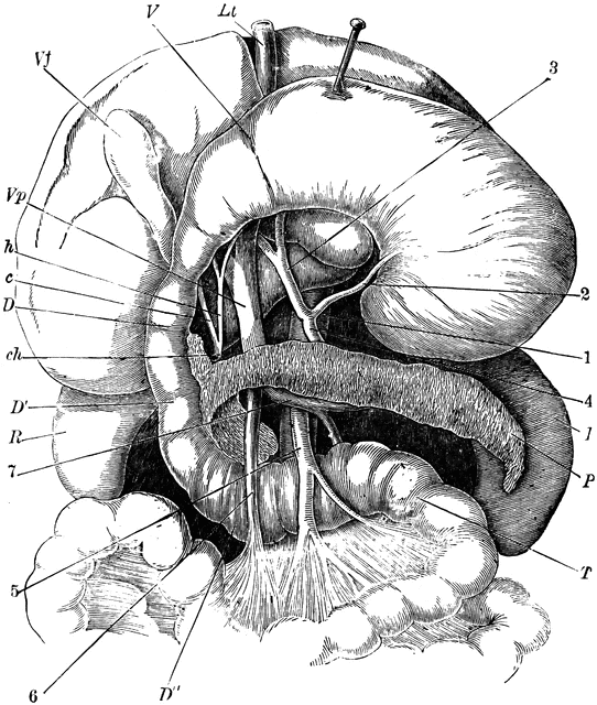 542x640 The Stomach, Pancreas, Liver, And Duodenum Clipart Etc - Pancreas Sketch