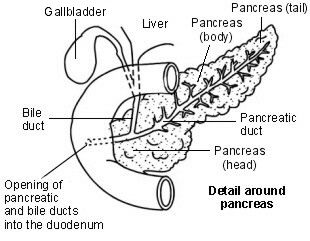 Pancreas Sketch at PaintingValley.com | Explore collection of Pancreas ...