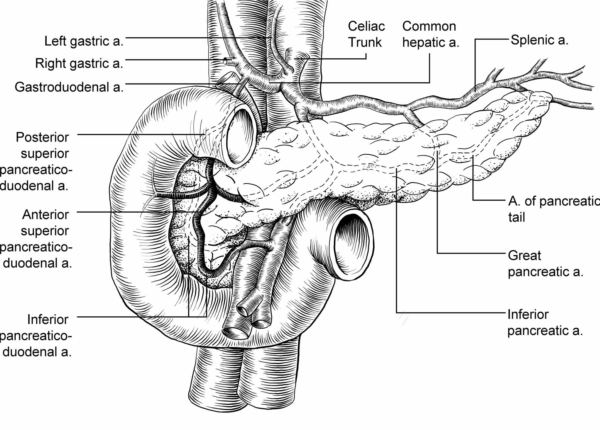 Pancreas Diagram Unlabeled