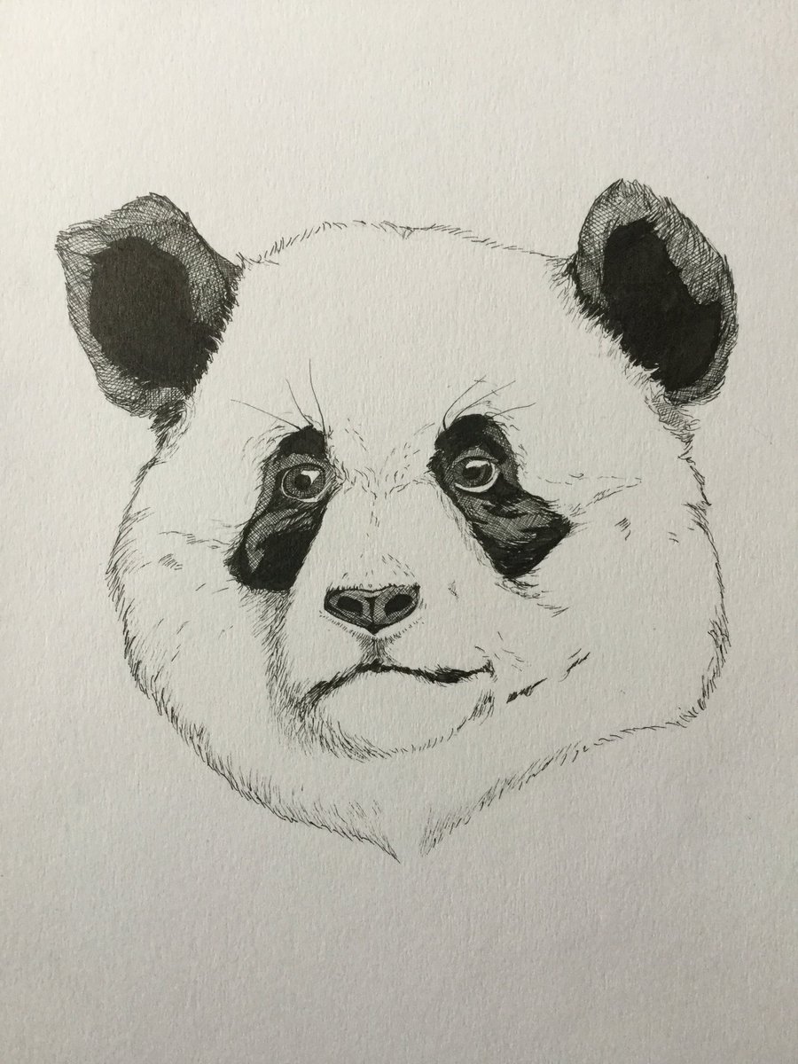 Panda Bear Sketch at PaintingValley.com | Explore collection of Panda ...