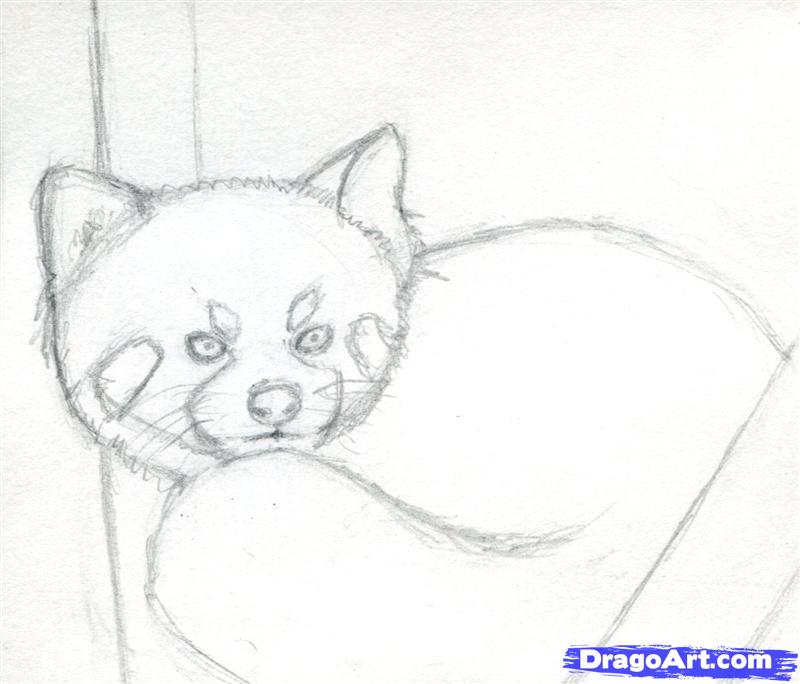 Panda Face Sketch At Explore Collection Of Panda Face Sketch 