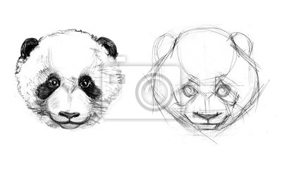 400x250 Illiustrace. Pandas Face Sketch Fototapeta Fototapety - Panda Face Sketch
