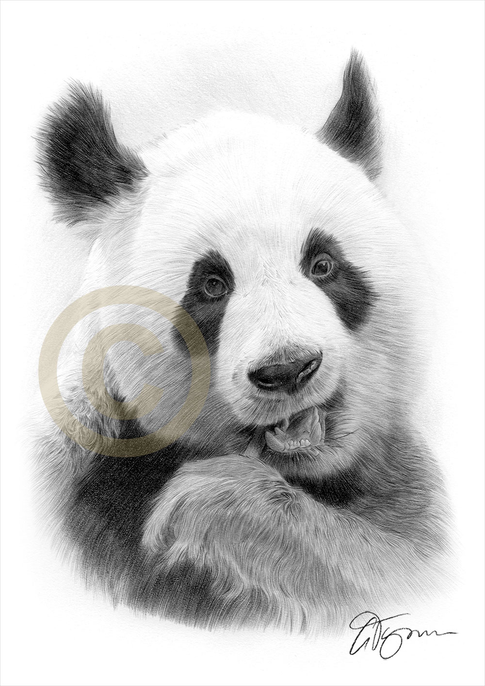 1000x1414 Panda Art Pencil Drawing Print A3 A4 Sizes Signed Wildlife - Panda Pencil Sketch