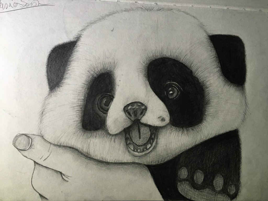 1024x768 Panda Drawing, Pencil, Sketch, Colorful, Realistic Art Images - Panda Pencil Sketch