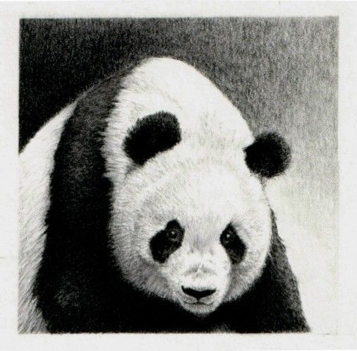 506x497 Panda Pencil Drawing - Panda Pencil Sketch