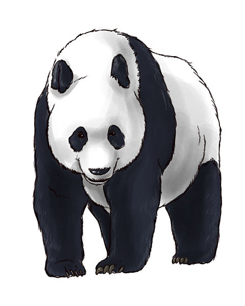 480x600 Pencil Sketches And Drawings How To Draw Realistic Panda Bears - Panda Pencil Sketch