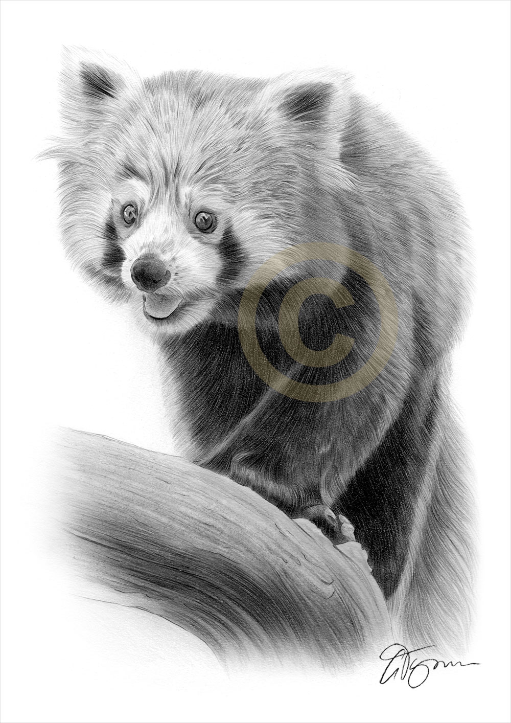 1000x1414 Red Panda Art Pencil Drawing Print A3 A4 Sizes Signed Wildlife - Panda Pencil Sketch