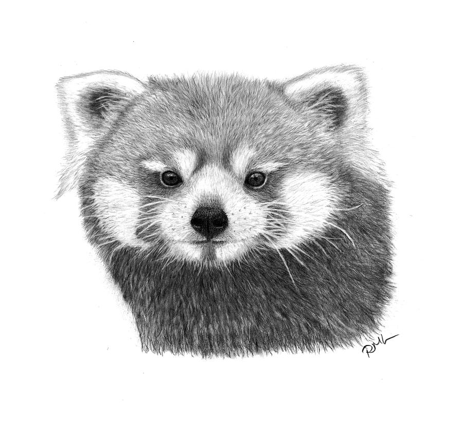 900x850 Red Panda Drawing By Rosanna Maria - Panda Pencil Sketch
