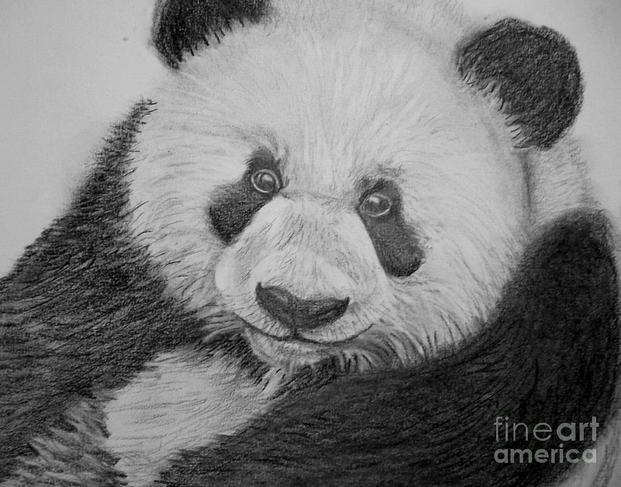 Panda Pencil Sketch At Paintingvalley Com Explore Collection Of