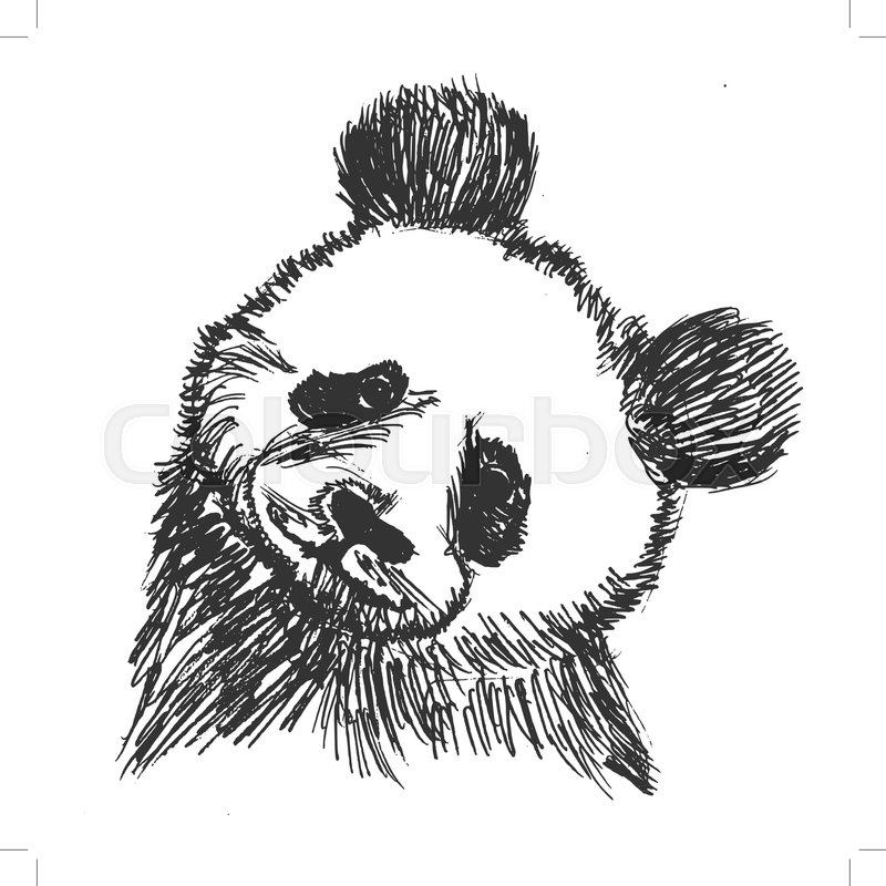 800x800 Vector, Sketch, Hand Drawn Illustration Of Panda Stock Vector - Panda Sketch