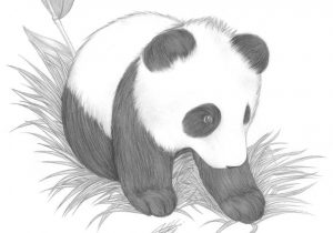 300x210 Easy Panda Sketch Easy Drawing Of Panda At Getdrawings Free For - Panda Sketch
