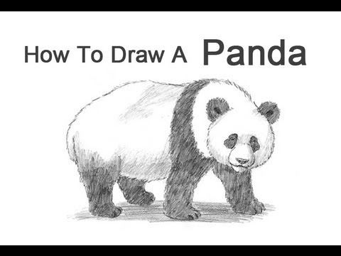 480x360 How To Draw A Panda - Panda Sketch Images