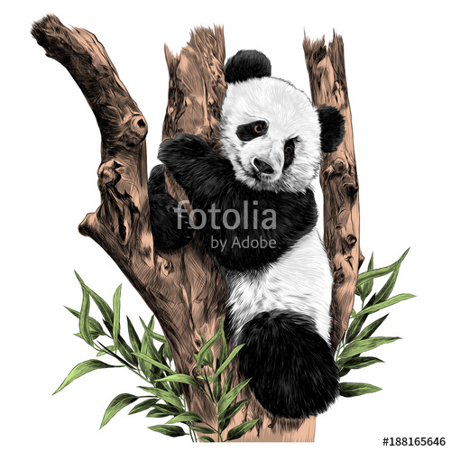 500x500 Panda Rests On A Branch Hugging The Sheets Of Sketch Vector - Panda Sketch Images