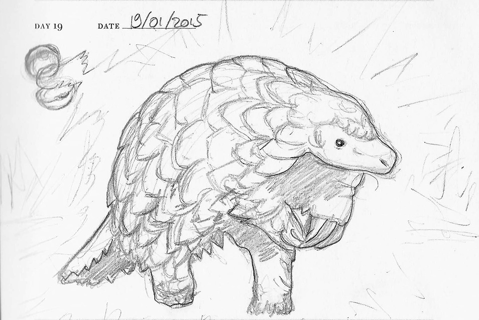 954x638 January 19th - Pangolin Sketch