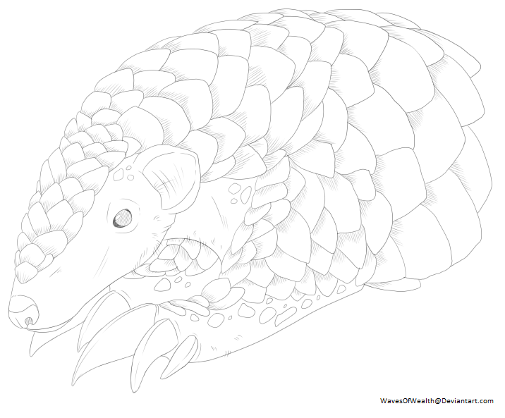 716x593 Pangolin - Pangolin Sketch