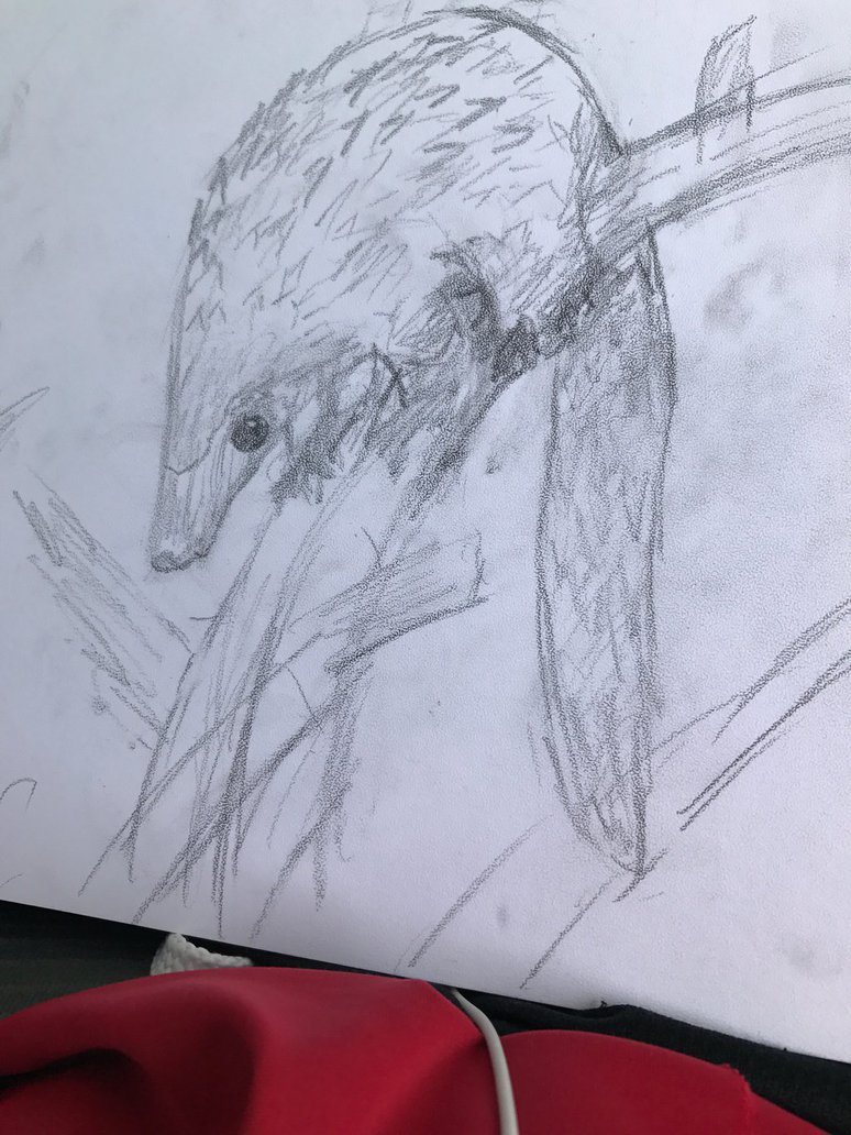 774x1032 Pangolin Sketch By Thebubblebot - Pangolin Sketch