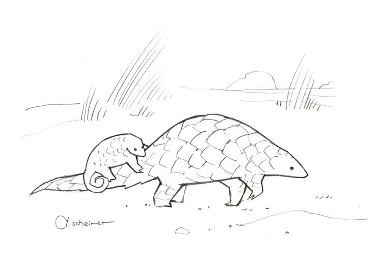 750x511 Studio Tuesday Blog Animals Drawings, Illustrators - Pangolin Sketch