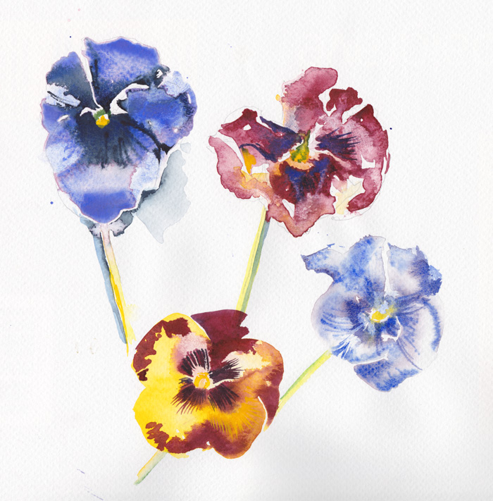 700x711 Four Pansies, Watercolour Sketch Janet Mary Robinson Artist - Pansy Sketch