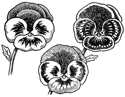 400x311 How To Draw Pansies With Step By Step Pansy Drawing Tutorial - Pansy Sketch