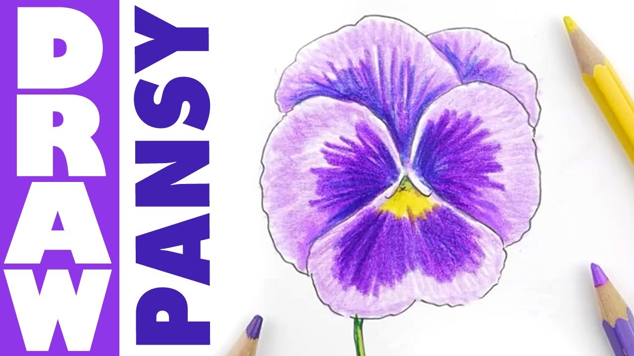 1280x720 How To Draw A Pansy In Colour Pencils - Pansy Sketch