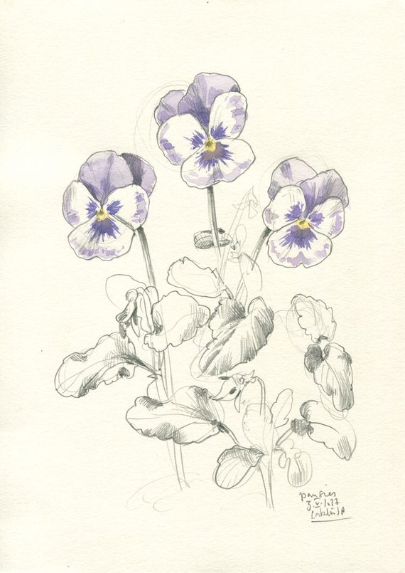 570x805 Pansies Print Pansy Flowers Pencil Drawing Delicate Pencil Etsy - Pansy Sketch