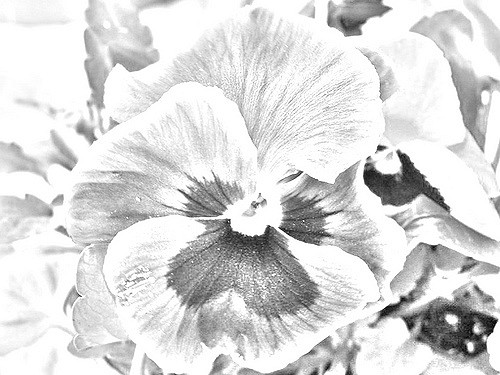 500x375 Pansy Pencil Sketch 005 Pansy Photo Made To Look Like A - Pansy Sketch