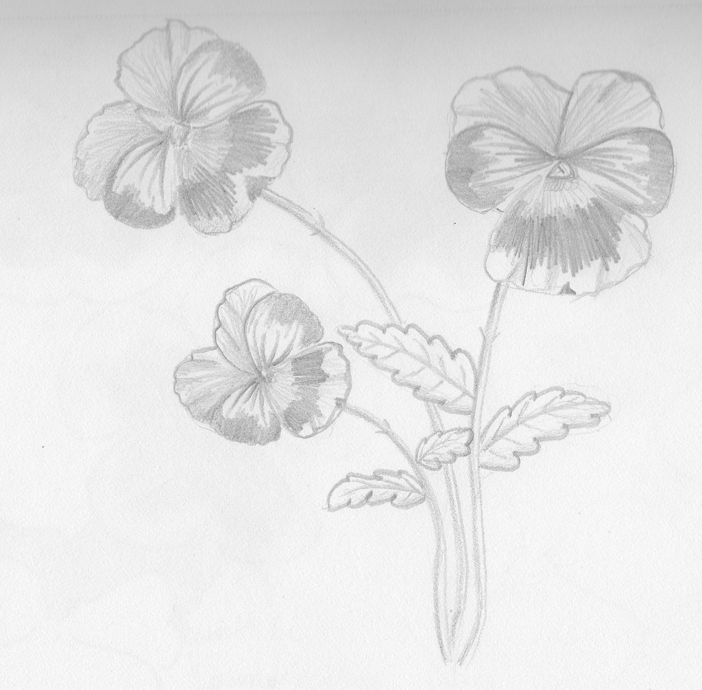 1024x1007 Pansy Sketch - Pansy Sketch