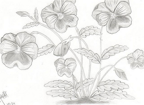 500x363 Pansy Sketch This Is One Of My First Pnasy Sketches, Hope - Pansy Sketch