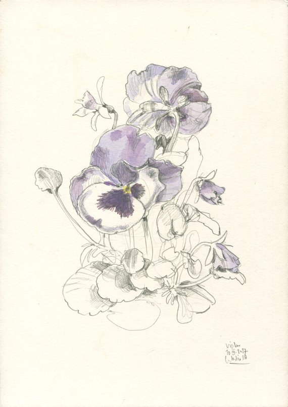 570x806 Pansy Drawing Botanical Print Of Violas Flowers Watercolor Etsy - Pansy Sketch