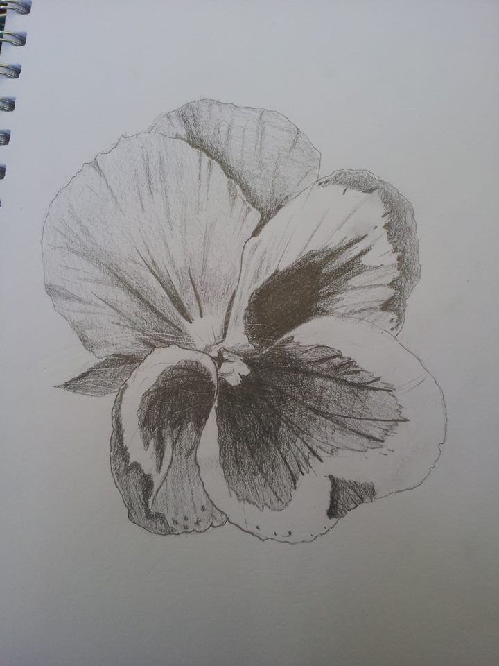 720x960 Pansy Sketch Tattoo Ideas Sketches, Tatoo And Tattoo - Pansy Sketch