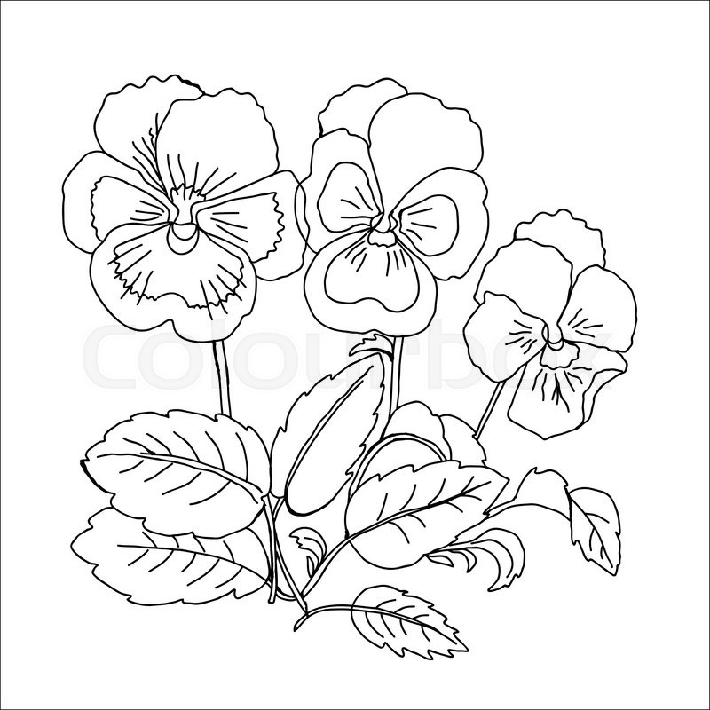 800x800 Pansy.sketch Black And White. Vector Illustration Stock Vector - Pansy Sketch