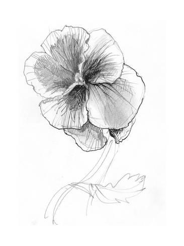 366x488 Sketchy Pencil Drawing Of Pansy Flower Posters - Pansy Sketch