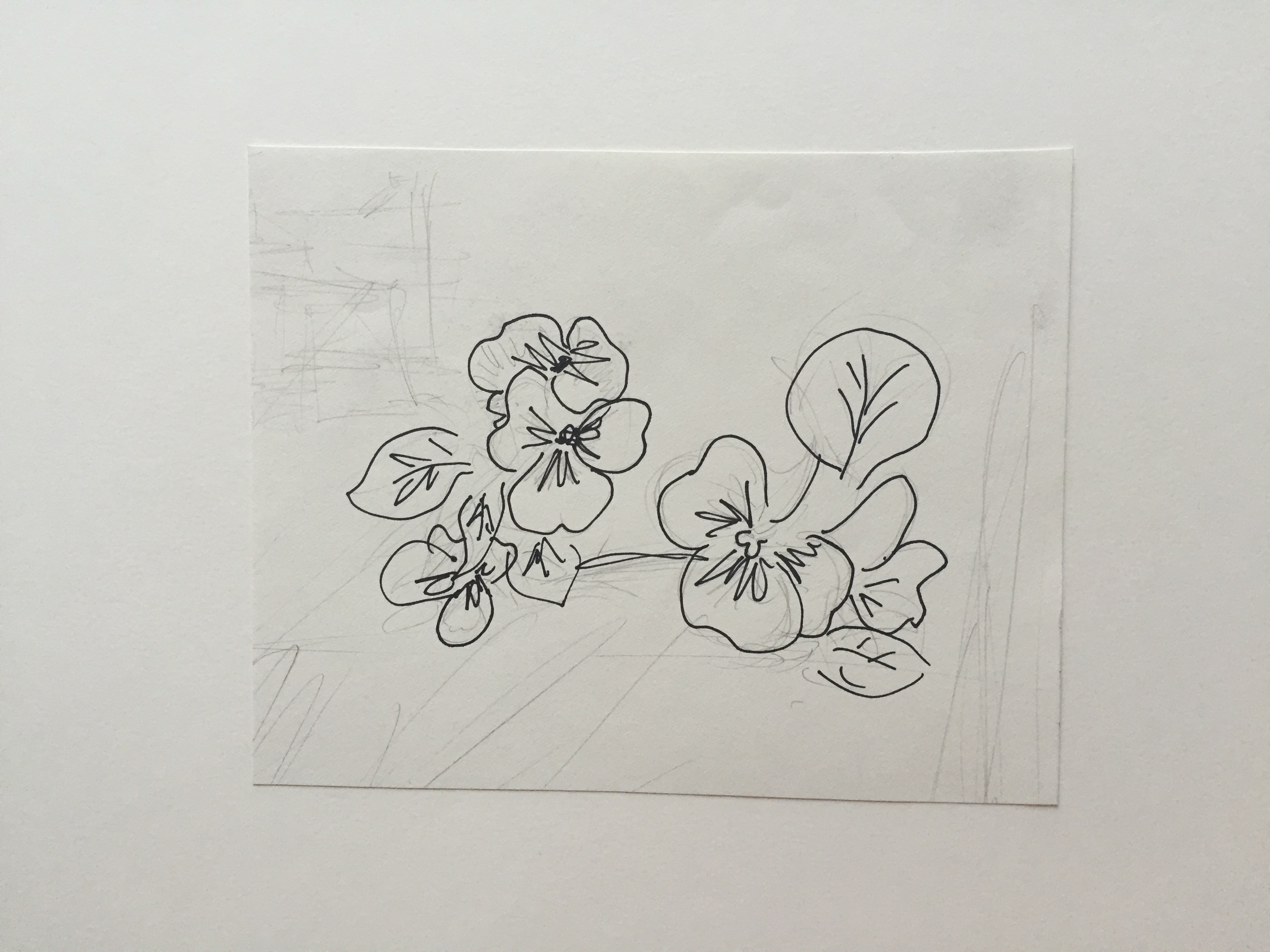 3264x2448 Rainbowbridge Illustration - Pansy Sketch