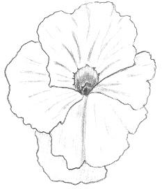 233x272 Flower Drawings In Pencil - Pansy Sketch