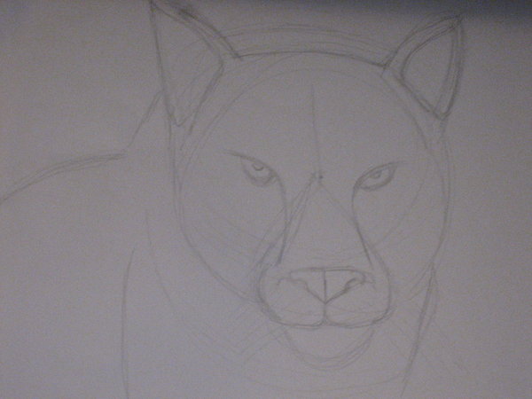 600x450 Panther Head Sketch By Demidemonrico09 - Panther Head Sketch
