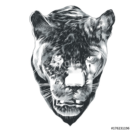 500x500 Panther Sketch Head Vector Graphics Monochrome Black And White - Panther Head Sketch