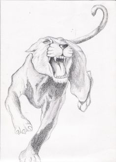 Panther Sketch At Paintingvalley Com Explore Collection Of