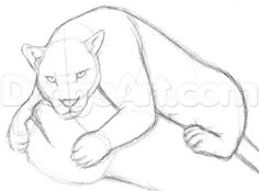 236x174 Panther Drawings Draw Panthers, Black Panthers, Step By Step - Panther Sketch