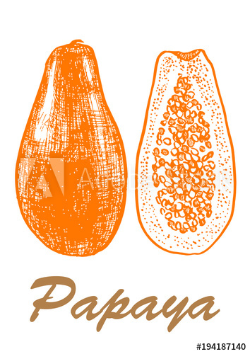354x500 Papaya Sketch Hand Drawn Vector Illustration. Botanical Food - Papaya Sketch
