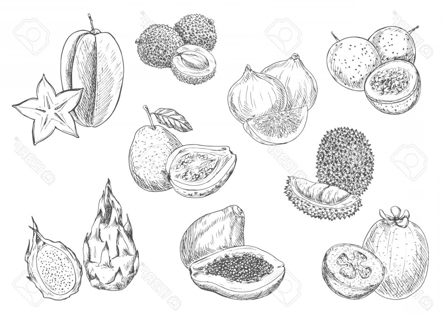 1560x1102 Photostock Vector Exotic And Tropical Fruits Vector Pencil Sketch - Papaya Sketch