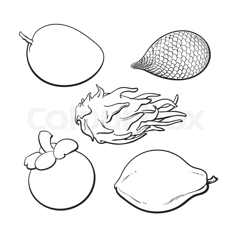 800x800 Whole Mango, Papaya, Mangosteen, Salak, Pitaya Tropical Fruit - Papaya Sketch