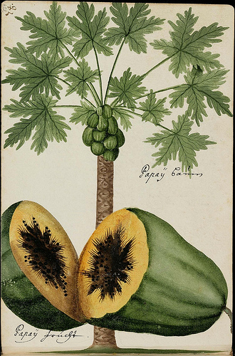 330x500 Images Of Papaya Tree Drawing - Papaya Tree Sketch