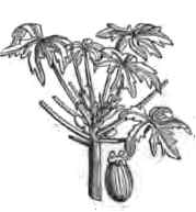 179x193 Papaya Plant - Papaya Tree Sketch