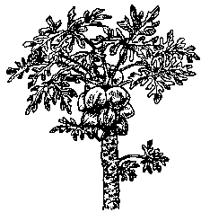 224x236 Papaya California Rare Fruit Growers, Inc. - Papaya Tree Sketch