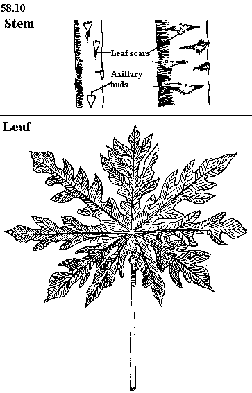 363x567 Papayaproj - Papaya Tree Sketch