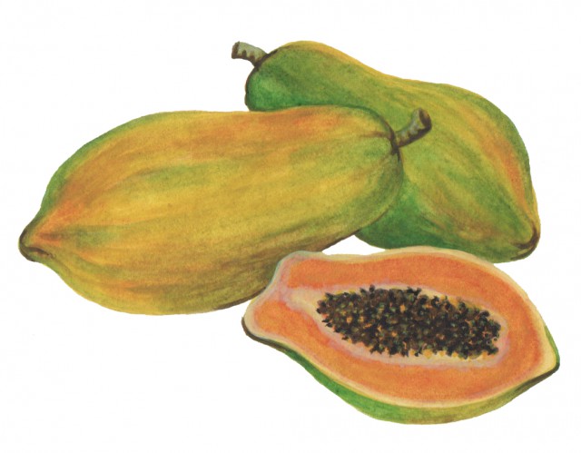 640x499 8 Reasons To Plant A Papaya. - Papaya Tree Sketch