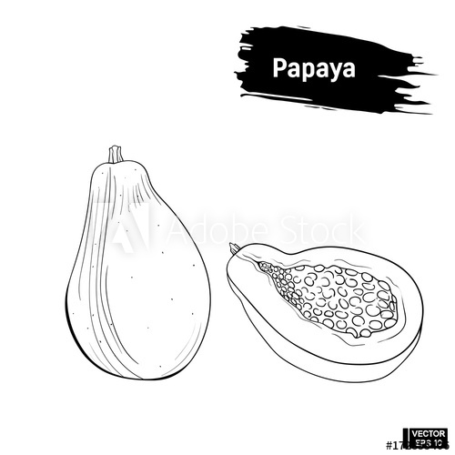 500x500 Sketch Of Exotic Fruit Papaya. - Papaya Tree Sketch
