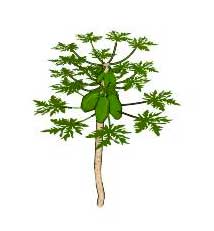 214x231 Sketchup Plants, Trees, And Shrubs Archive - Papaya Tree Sketch
