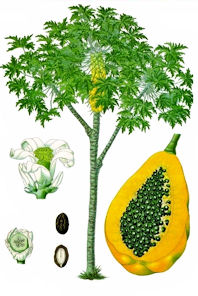 198x296 The Paw Paw (Or Papaya) - Papaya Tree Sketch