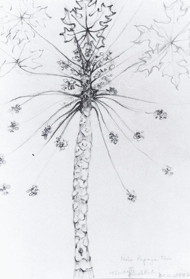 612x900 Young Male Papaya Tree Drawing By Trudy Brodkin Storace - Papaya Tree Sketch